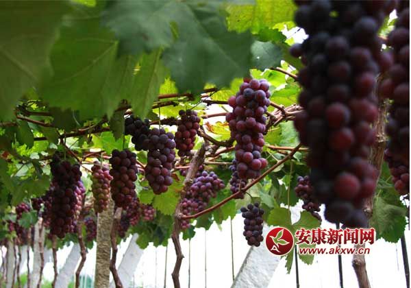 �㲻֪���İ�����ʮһ�� 80��С�������������  ����ܱ�ƶ����