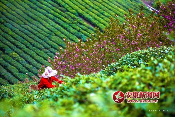 �p�Ӳ�԰ ��÷��.jpg