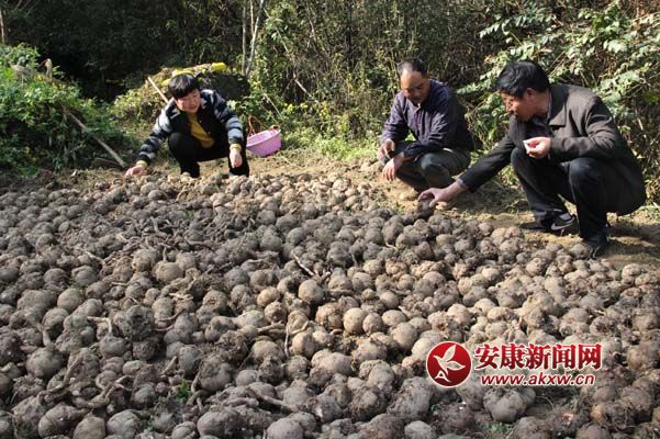 ɽ�����ڳ�����Ԫ���� ���񣺷�����