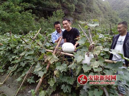 �����м�֣�����Ѫ+��Ѫ����ƶ�Ρ������