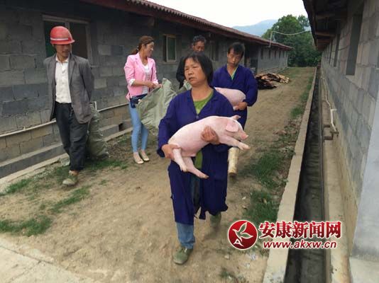 扶贫基地送猪仔 (2).jpg