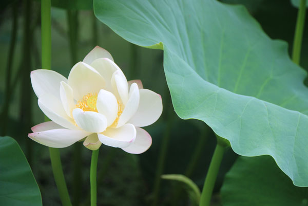 Ѯ���ɻ�ʢ����̬��ǧ