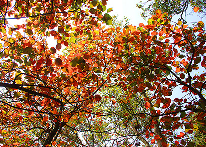 Ѯ���ﾰ�����ɽѤ��