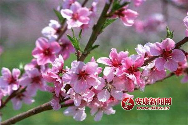 СԺ�һ���֦ͷ