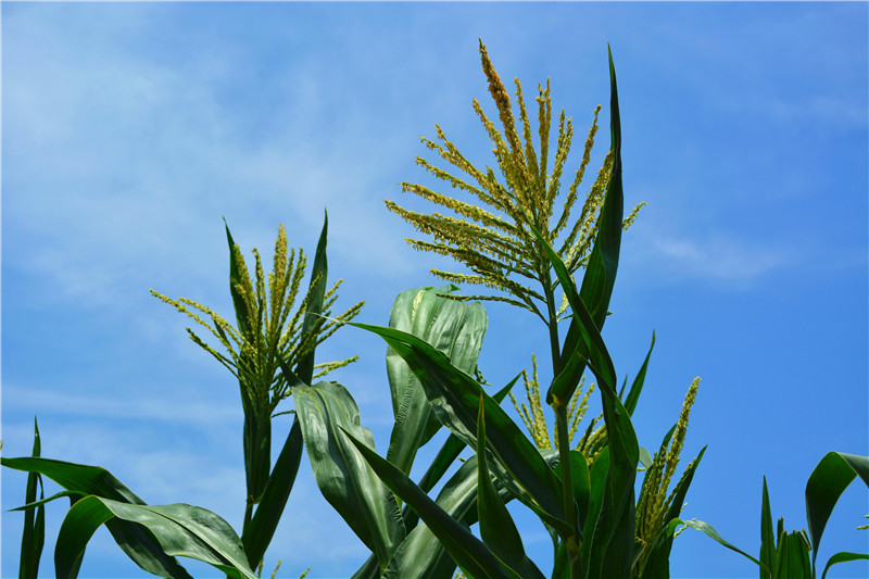 ���������Ͼ�ǿ����