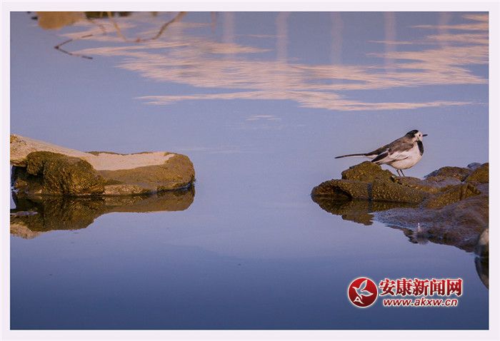 ��ˮ��һɫ����Ӱ��Ƥ��ά��˵��������Ƭ��2017��12��3��������ʡ�����к���������ģ�չ�������õ���̬��������ϵ�绰��