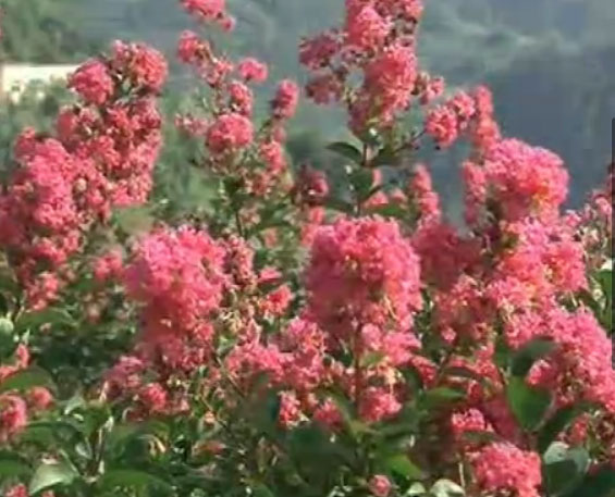 �׺Ӱ�Ķ��ޱŭ��֦ͷ