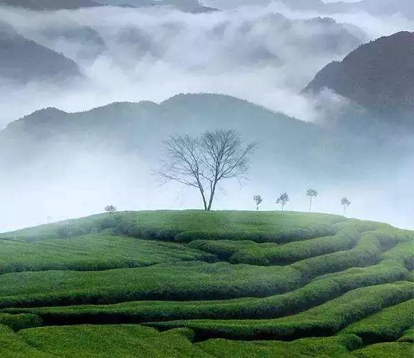 �����˵���ƺ�ƺ�