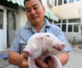 ����֡�˫ͷ���� �����Դ���ֻ����